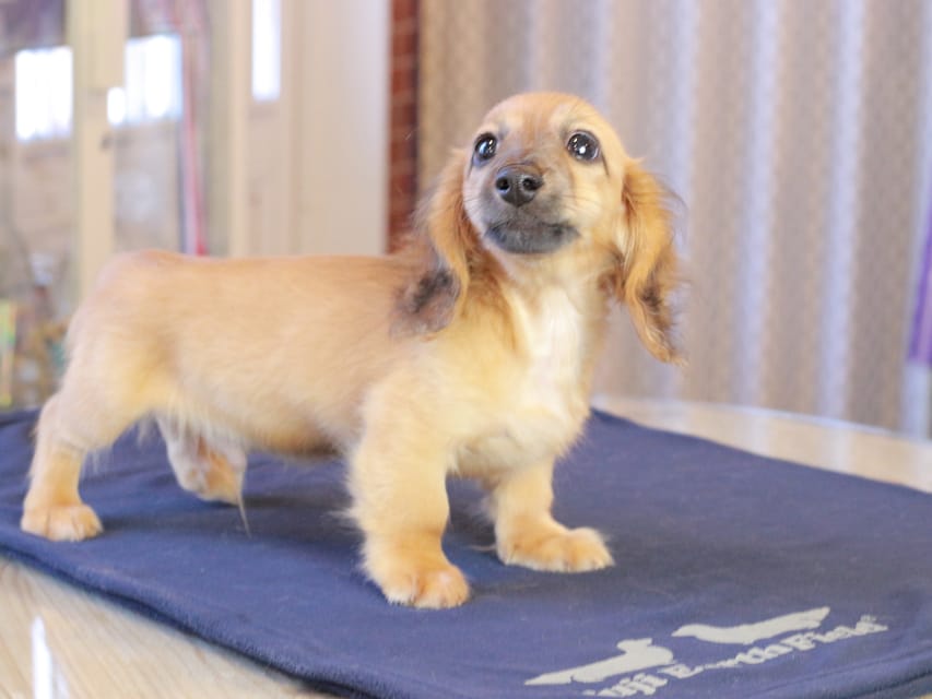 カニンヘンダックスフンド カメオ ＆ ボノの子犬 レッド 男の子