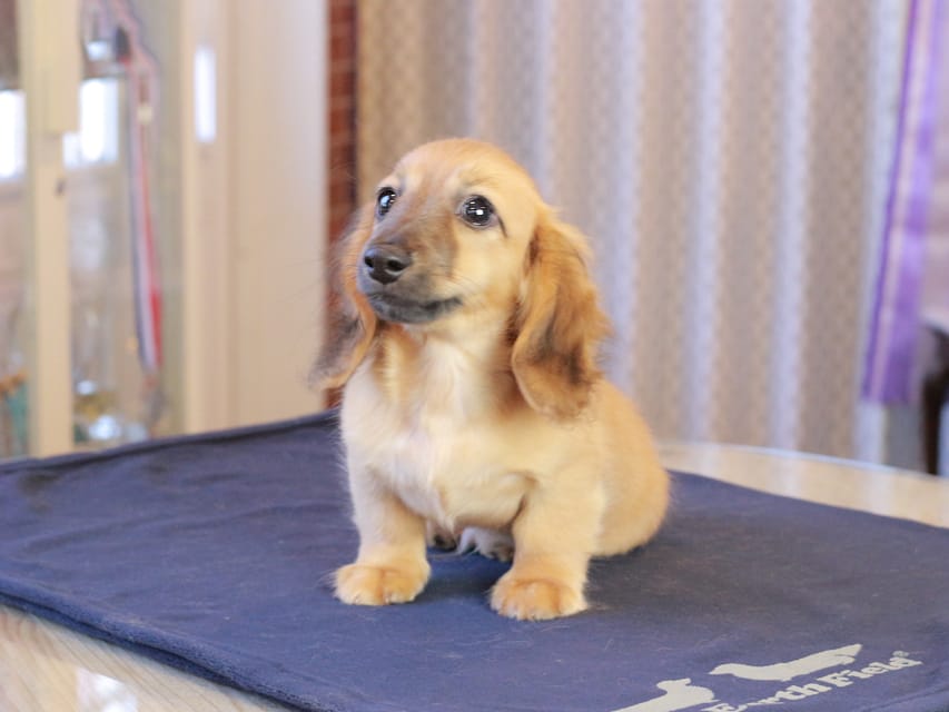 カニンヘンダックスフンド カメオ ＆ ボノの子犬 レッド 男の子