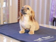 カメオ ＆ ボノの子犬 レッド 男の子 カニンヘンダックスフンド