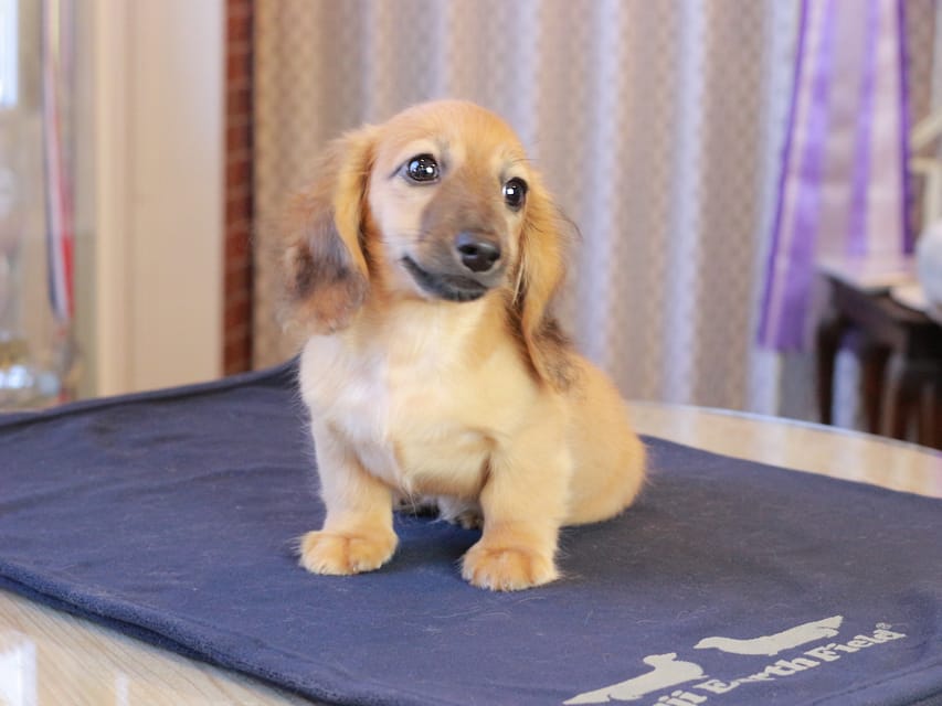 カニンヘンダックスフンド カメオ ＆ ボノの子犬 レッド 男の子