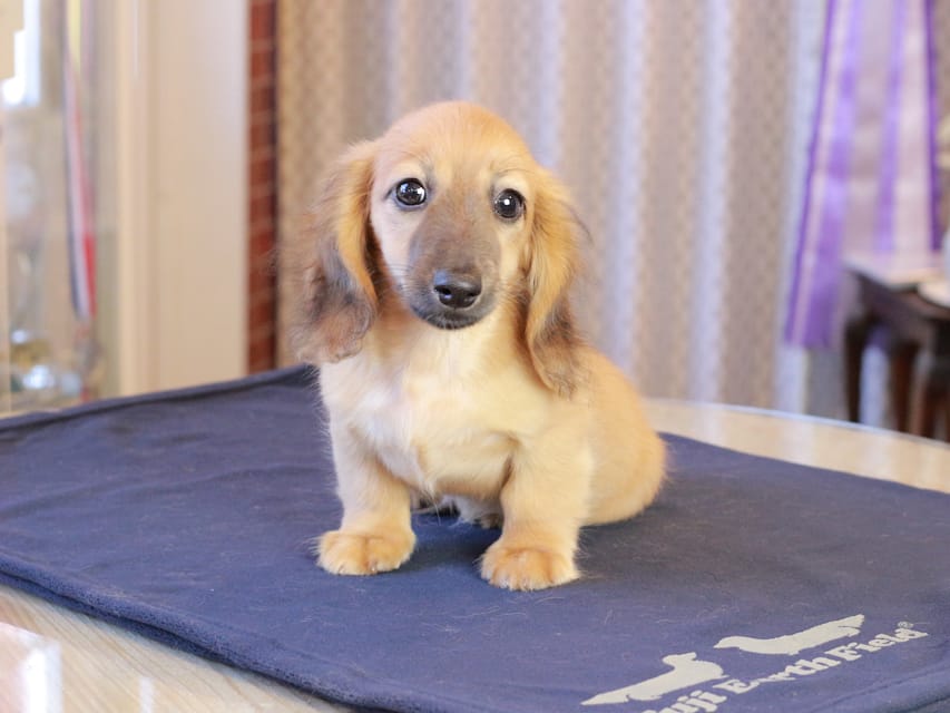 カニンヘンダックスフンド カメオ ＆ ボノの子犬 レッド 男の子