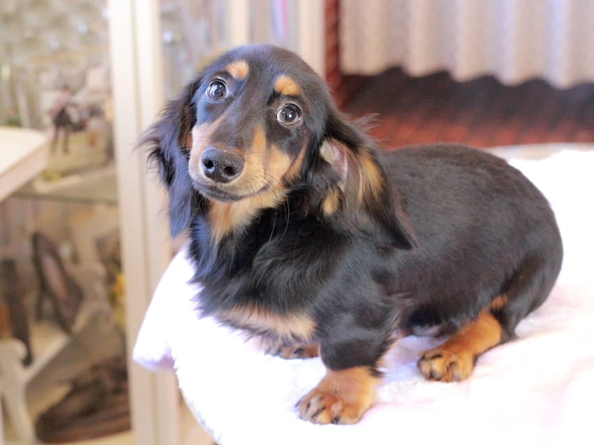 ミニチュア ダックスフンド ローリー & デンゼルの子犬 ブラックタン 男の子IMG_9241 ミニチュア ダックスフンド ローリー & デンゼルの子犬 ブラックタン 男の子