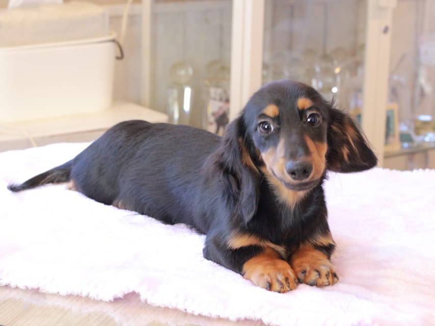 ミニチュア ダックスフンド ローリー & デンゼルの子犬 ブラックタン 男の子IMG_9274 ミニチュア ダックスフンド ローリー & デンゼルの子犬 ブラックタン 男の子