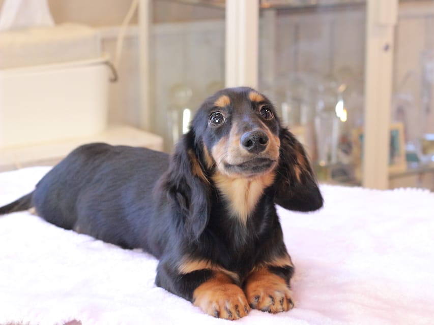 ミニチュア ダックスフンド ローリー & デンゼルの子犬 ブラックタン 男の子IMG_9281 ミニチュア ダックスフンド ローリー & デンゼルの子犬 ブラックタン 男の子