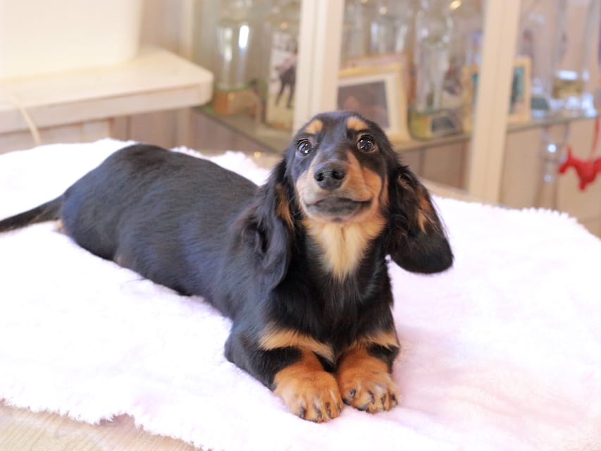 ミニチュア ダックスフンド ローリー & デンゼルの子犬 ブラックタン 男の子IMG_9291 ミニチュア ダックスフンド ローリー & デンゼルの子犬 ブラックタン 男の子