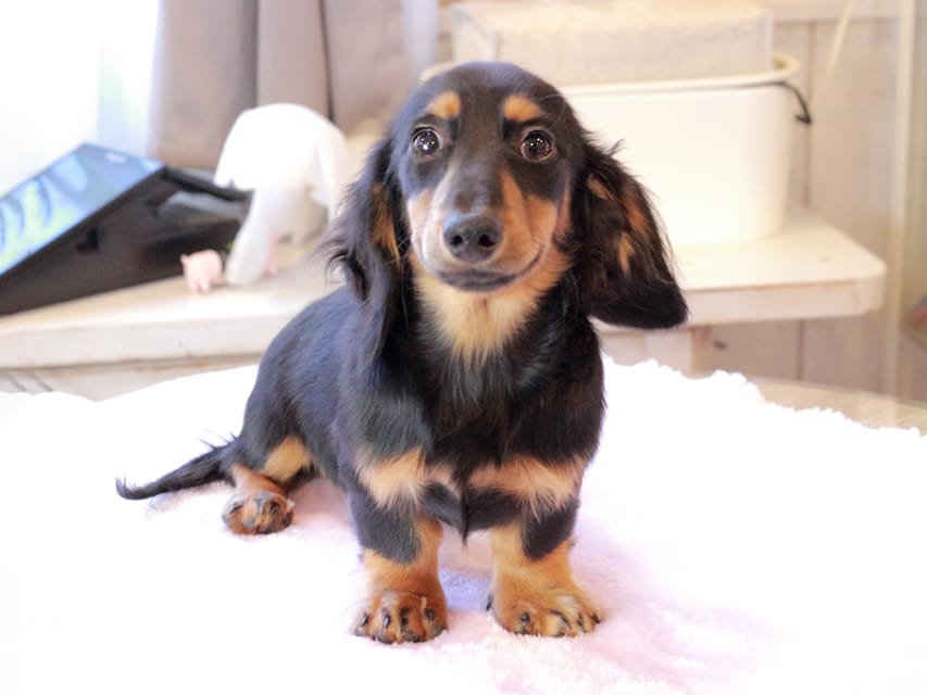 ミニチュア ダックスフンド ローリー & デンゼルの子犬 ブラックタン 男の子IMG_9311 ミニチュア ダックスフンド ローリー & デンゼルの子犬 ブラックタン 男の子