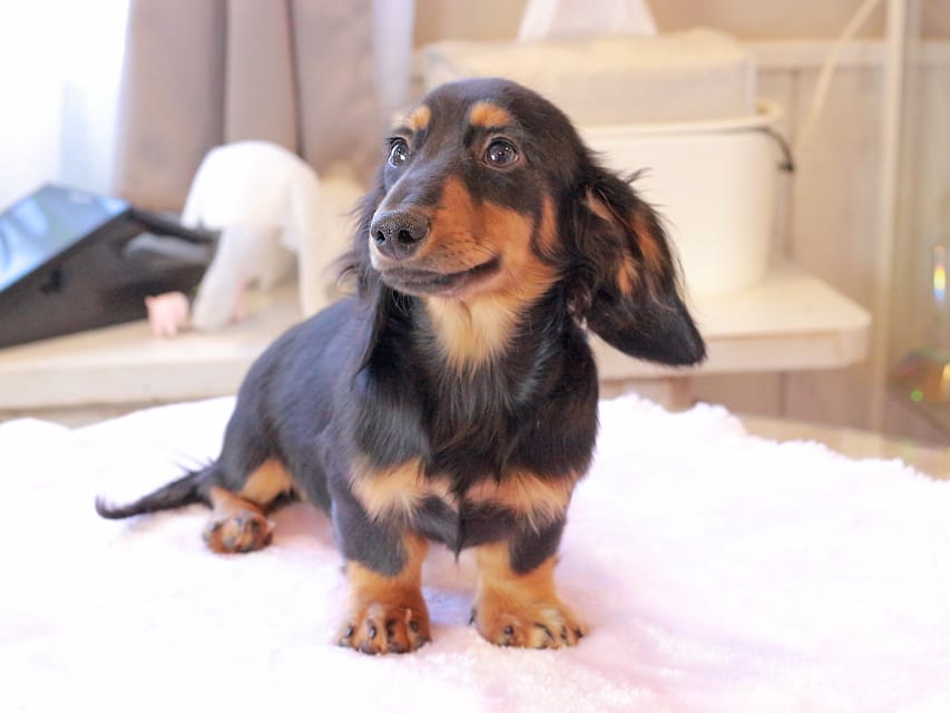 ミニチュア ダックスフンド ローリー & デンゼルの子犬 ブラックタン 男の子IMG_9314 ミニチュア ダックスフンド ローリー & デンゼルの子犬 ブラックタン 男の子