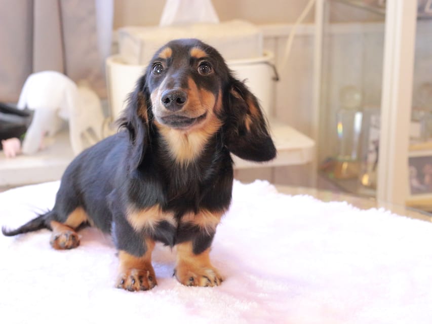 ミニチュア ダックスフンド ローリー & デンゼルの子犬 ブラックタン 男の子IMG_9317 ミニチュア ダックスフンド ローリー & デンゼルの子犬 ブラックタン 男の子