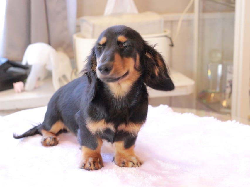 ミニチュア ダックスフンド ローリー & デンゼルの子犬 ブラックタン 男の子IMG_9319 ミニチュア ダックスフンド ローリー & デンゼルの子犬 ブラックタン 男の子