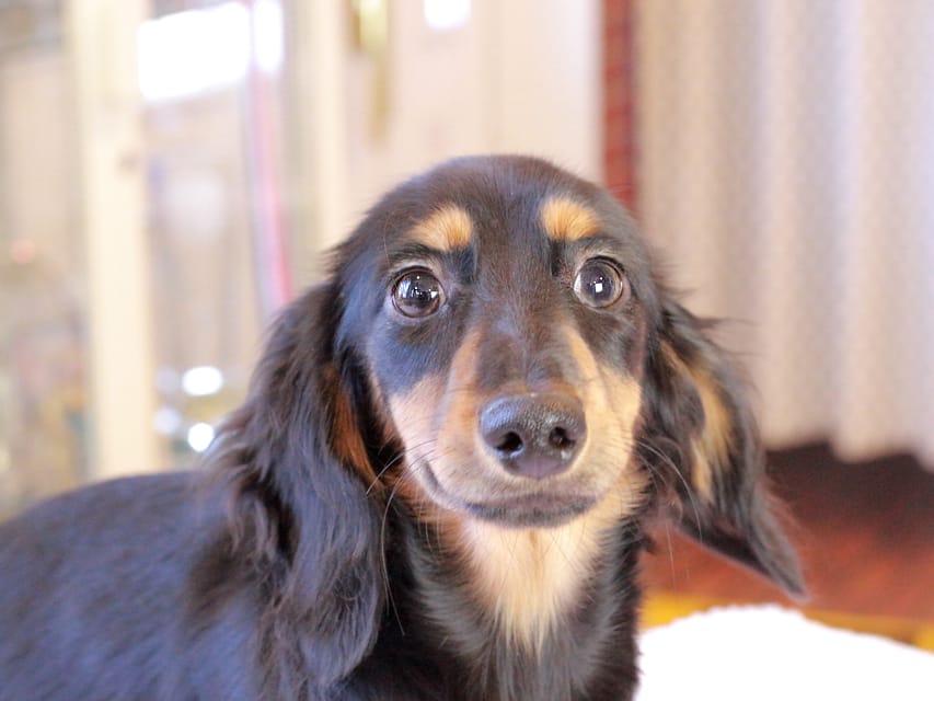 ミニチュア ダックスフンド ローリー & デンゼルの子犬 ブラックタン 男の子IMG_9323 ミニチュア ダックスフンド ローリー & デンゼルの子犬 ブラックタン 男の子