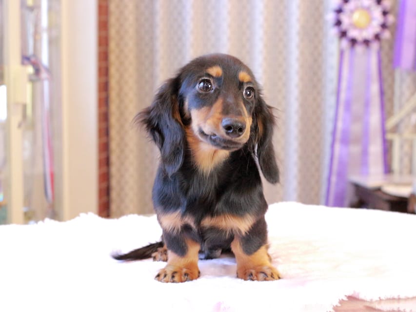 ミニチュア ダックスフンド ローリー & デンゼルの子犬 ブラックタン 男の子IMG_9362 ミニチュア ダックスフンド ローリー & デンゼルの子犬 ブラックタン 男の子
