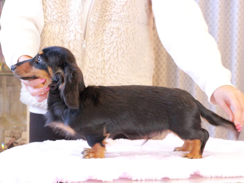 ミニチュア ダックスフンド ローリー & デンゼルの子犬 ブラックタン 男の子IMG_9384 ミニチュア ダックスフンド ローリー & デンゼルの子犬 ブラックタン 男の子