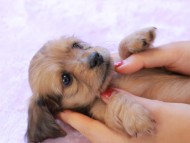 ヤイヤイ ＆ 竹千代の子犬 レデッシュイエロー 女の子（1） カニンヘンダックスフンド