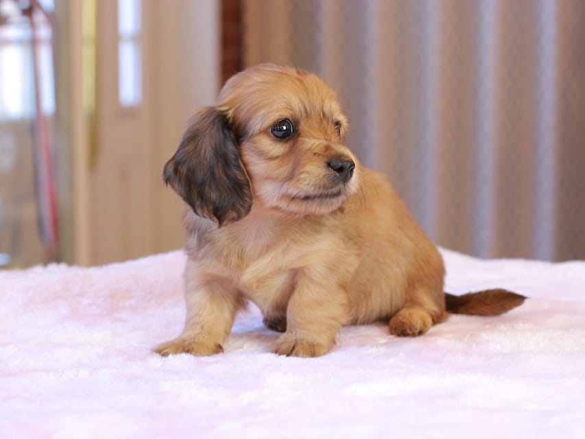 カニンヘンダックスフンド ヤイヤイ & 竹千代の子犬 レデッシュイエロー 女の子(1)IMG_9423 カニンヘンダックスフンド ヤイヤイ & 竹千代の子犬 レデッシュイエロー 女の子(1)