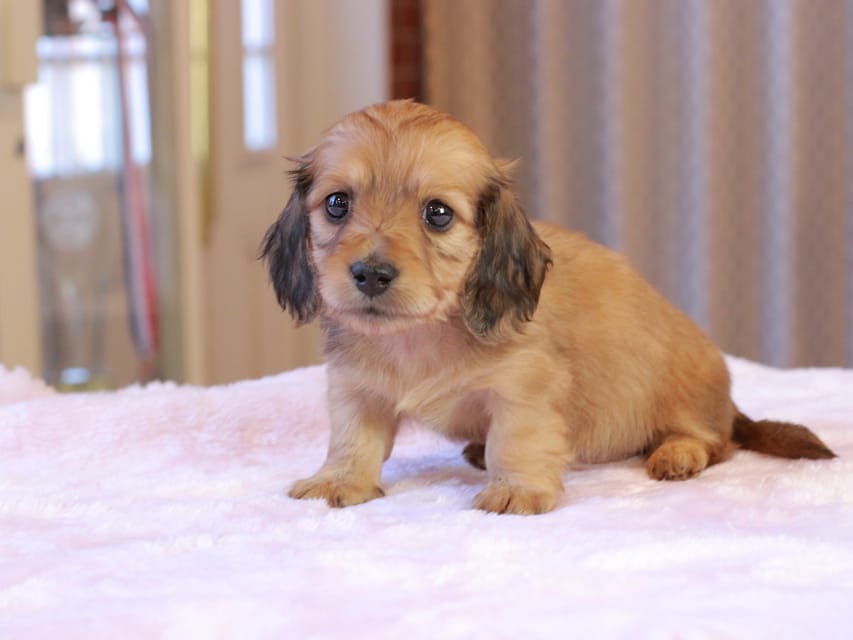 カニンヘンダックスフンド ヤイヤイ & 竹千代の子犬 レデッシュイエロー 女の子(1)IMG_9426 カニンヘンダックスフンド ヤイヤイ & 竹千代の子犬 レデッシュイエロー 女の子(1)