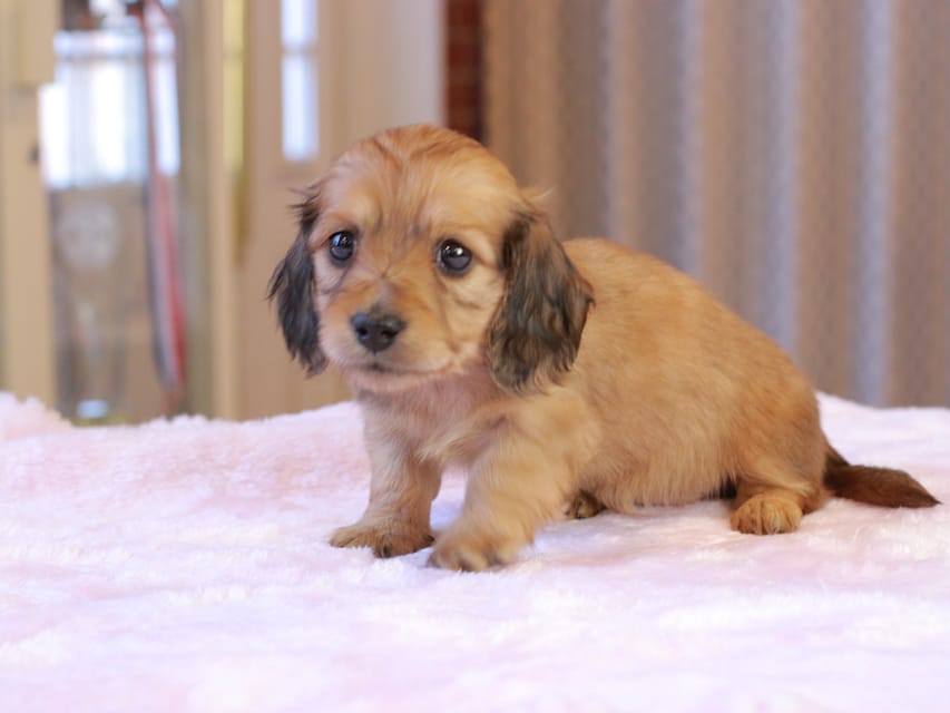 カニンヘンダックスフンド ヤイヤイ & 竹千代の子犬 レデッシュイエロー 女の子(1)IMG_9427 カニンヘンダックスフンド ヤイヤイ & 竹千代の子犬 レデッシュイエロー 女の子(1)