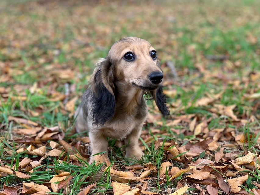 カニンヘンダックスフンド ニコmt & ビルズmtの子犬 シェーデットイエロー（シェーデットクリーム） 男の子