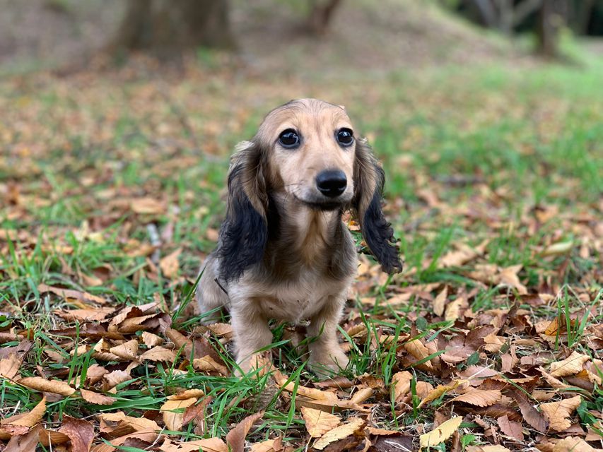 カニンヘンダックスフンド ニコmt & ビルズmtの子犬 シェーデットイエロー（シェーデットクリーム） 男の子