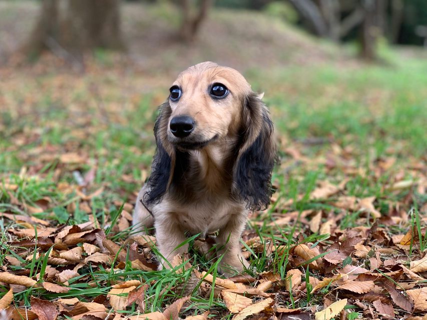 カニンヘンダックスフンド ニコmt & ビルズmtの子犬 シェーデットイエロー（シェーデットクリーム） 男の子
