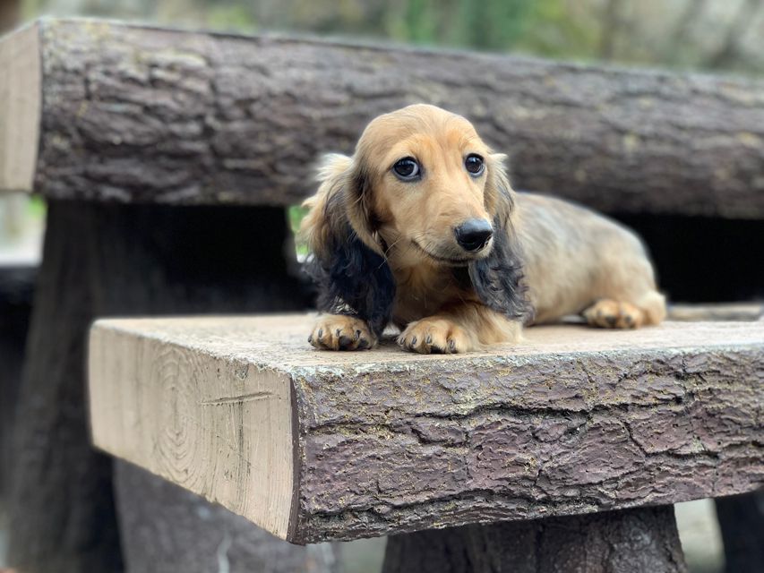 カニンヘンダックスフンド ニコmt & ビルズmtの子犬 シェーデットイエロー（シェーデットクリーム） 男の子