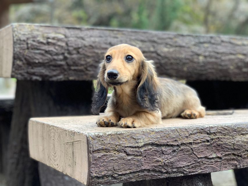 カニンヘンダックスフンド ニコmt & ビルズmtの子犬 シェーデットイエロー（シェーデットクリーム） 男の子