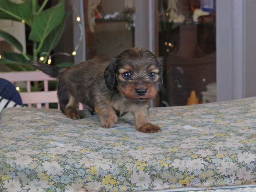 カニンヘンダックスフンド クラン&ロックスの子犬 レッド 男の子