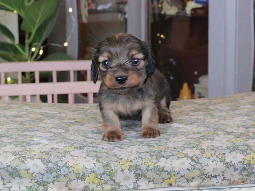 カニンヘンダックスフンド クラン&ロックスの子犬 レッド 男の子