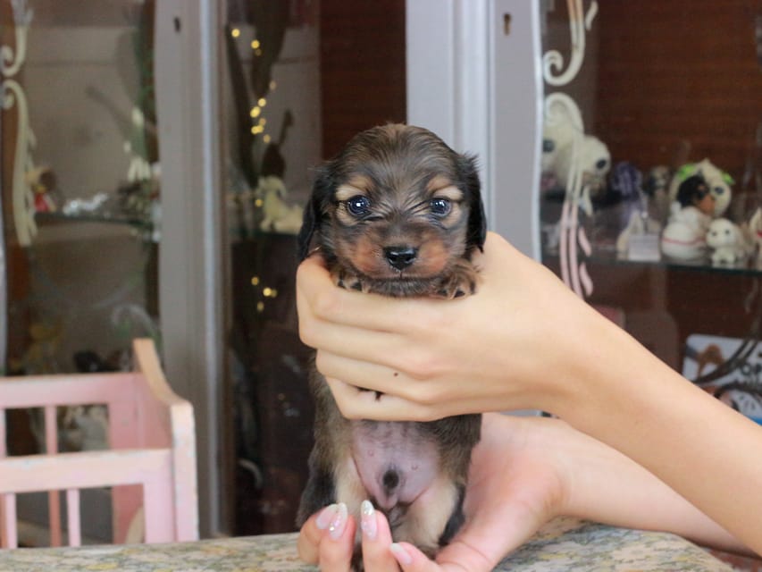 カニンヘンダックスフンド クラン&ロックスの子犬 レッド 男の子