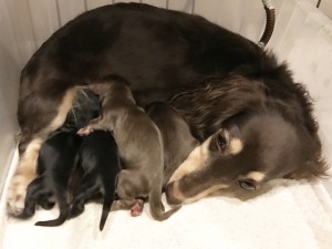 ピノ カニンヘンダックス 2.5kg チョコクリーム