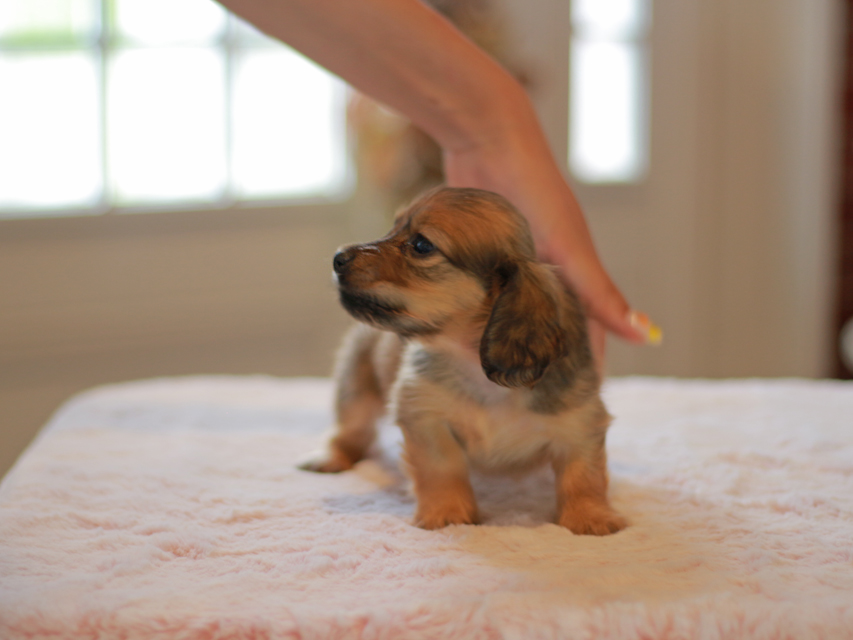 カニンヘン ダックスフンド ローリー&ブイの子犬 レッド 男の子(3)