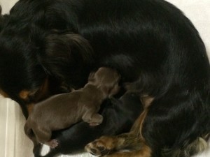 カニンヘンの黒豆が10/4出産しました ブラック系男の子2頭、チョコ系男の子1頭 カニンヘンの黒豆が10/4出産しました ブラック系男の子2頭、チョコ系男の子1頭