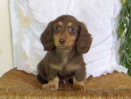 Kaninchen-Dachshund-JILL1-76