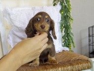 Kaninchen-Dachshund-JILL1-84