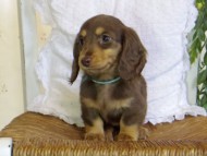 Kaninchen-Dachshund-JILL3-25