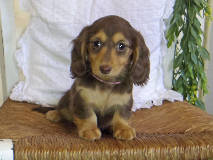 カニンヘン ダックスフンド ジル & ナイトの子犬 チョコタン 女の子（2）