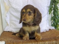 Kaninchen-Dachshund-JILL4-6