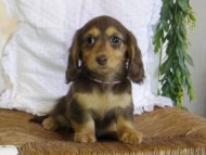Kaninchen-Dachshund-JILL4-8