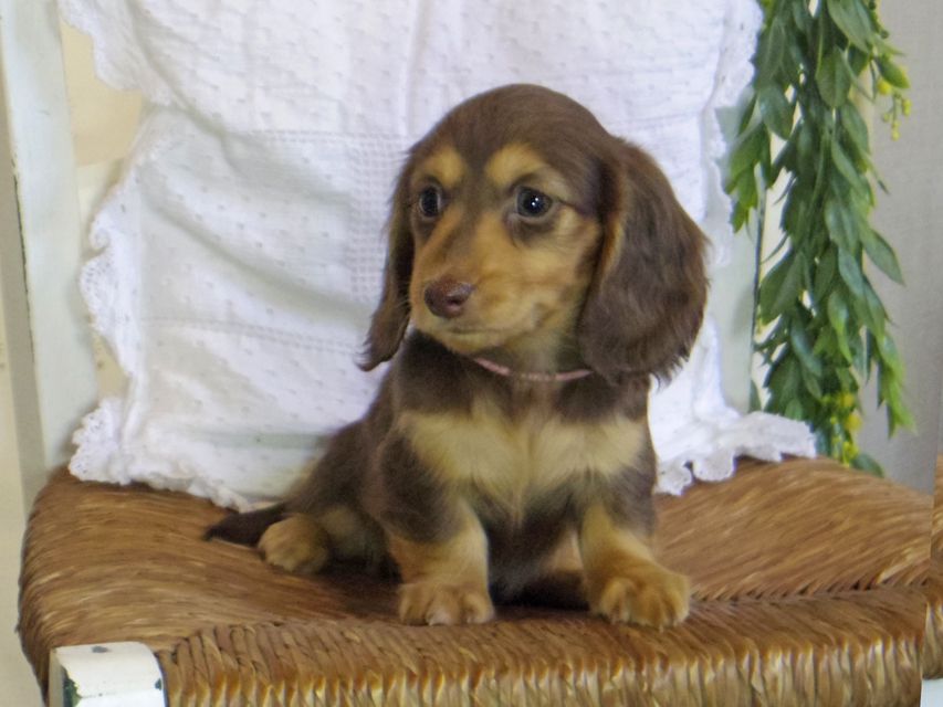 カニンヘン ダックスフンド ジル & ナイトの子犬 チョコタン 女の子（2）