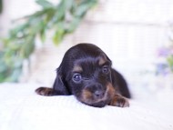 Kaninchen-Dachshund00 Kaninchen-Dachshund00