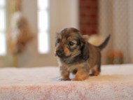Kaninchen-Dachshund0015
