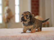 Kaninchen-Dachshund0016