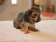 Kaninchen-Dachshund0019