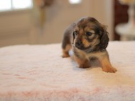 Kaninchen-Dachshund0034