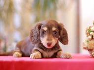 Kaninchen-Dachshund0035