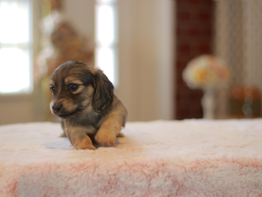 カニンヘン ダックスフンド ノン&パッションの子犬 イエロー（クリーム） 男の子