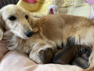 Kaninchen-Dachshund004