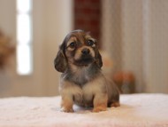 Kaninchen-Dachshund0042