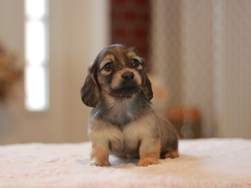 カニンヘン ダックスフンド ノン&パッションの子犬 イエロー（クリーム） 男の子