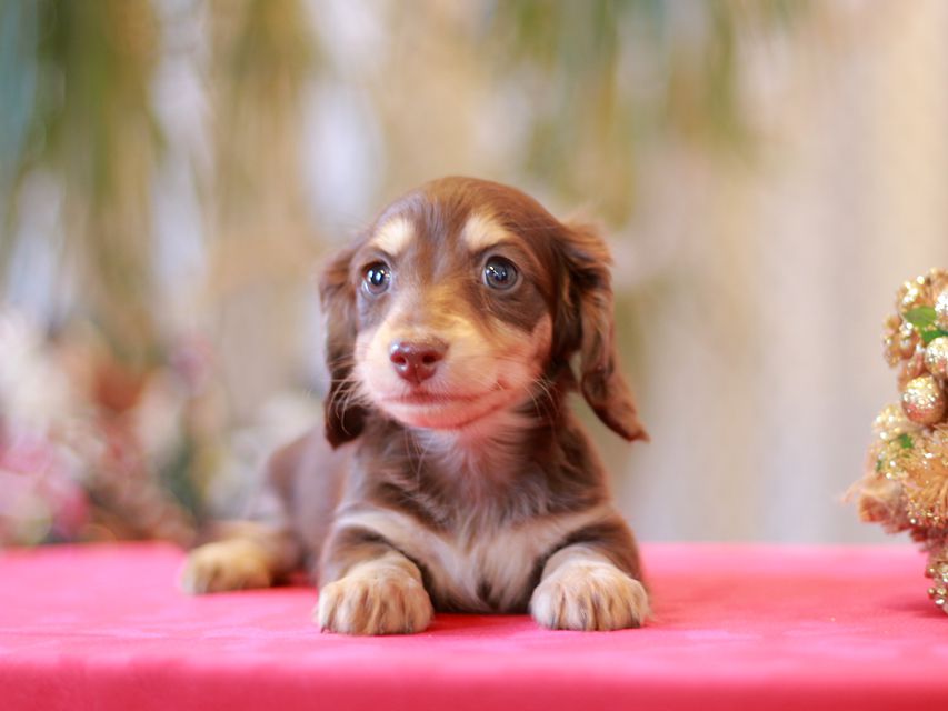 カニンヘン ダックスフンド ジャム & スルガの子犬 チョコイエロー（チョコクリーム）女の子