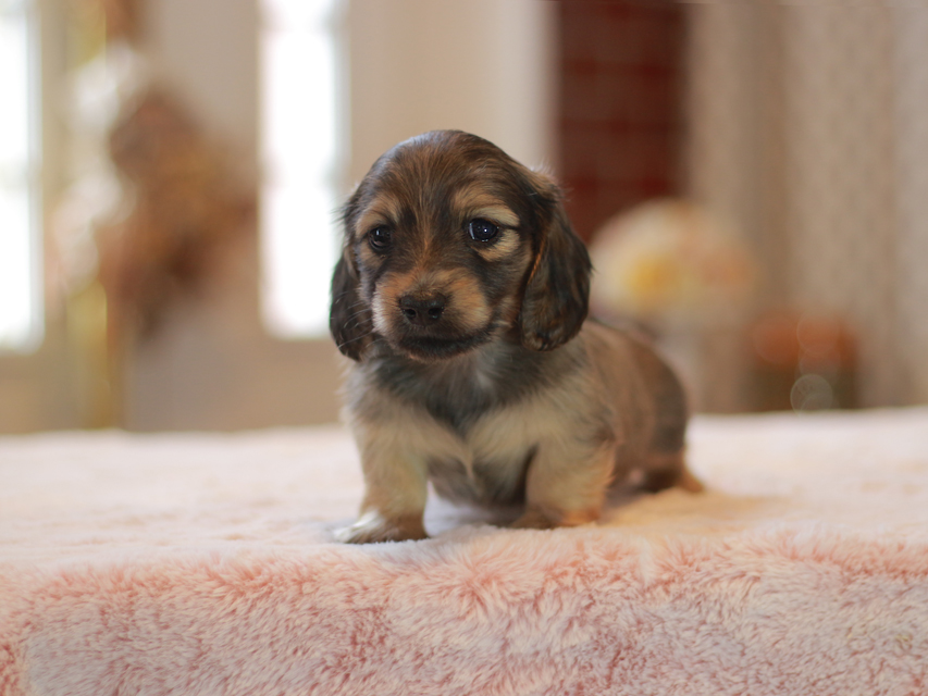 カニンヘン ダックスフンド ノン&パッションの子犬 イエロー（クリーム） 男の子